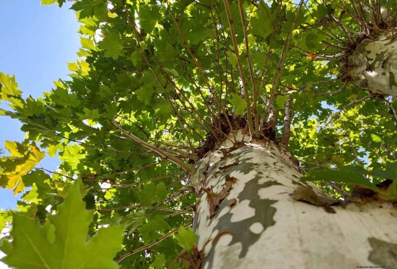 25 Shade & Flowering Trees to Cool and Beautify Your Yard