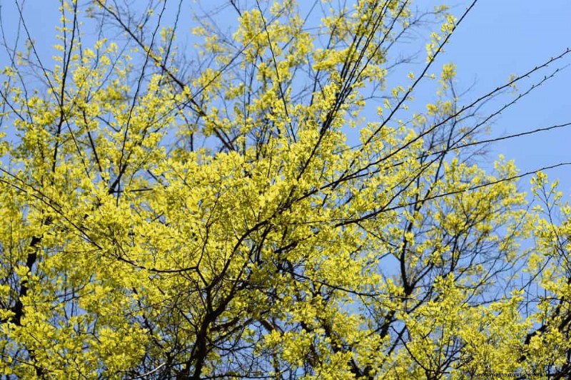 25 Shade & Flowering Trees to Cool and Beautify Your Yard