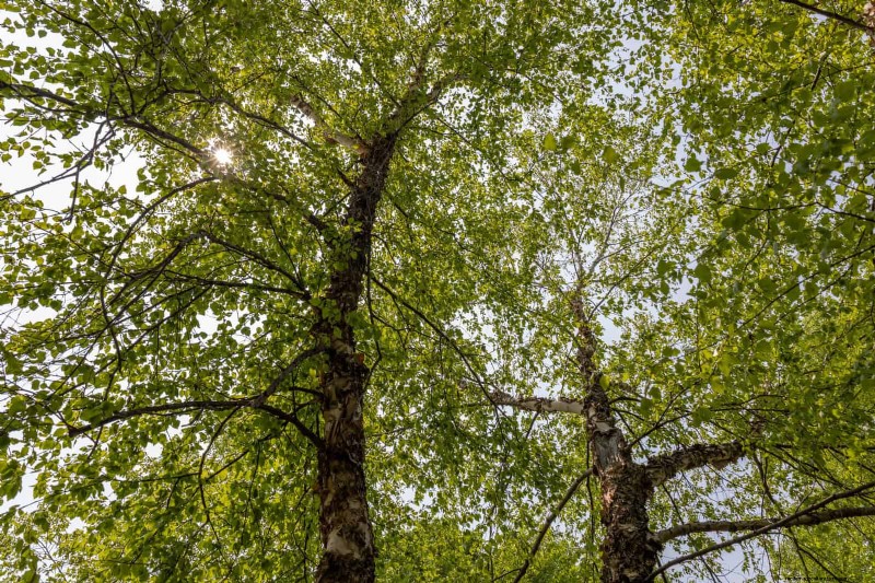 25 Shade & Flowering Trees to Cool and Beautify Your Yard
