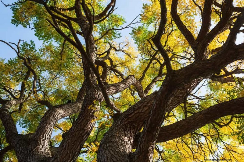 25 Shade & Flowering Trees to Cool and Beautify Your Yard