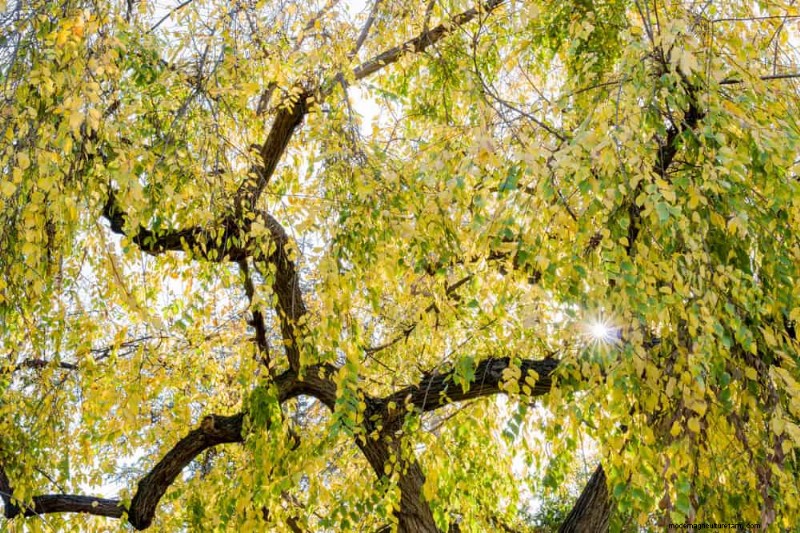 25 Shade & Flowering Trees to Cool and Beautify Your Yard