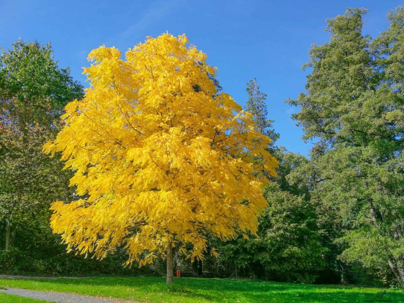 25 Shade & Flowering Trees to Cool and Beautify Your Yard