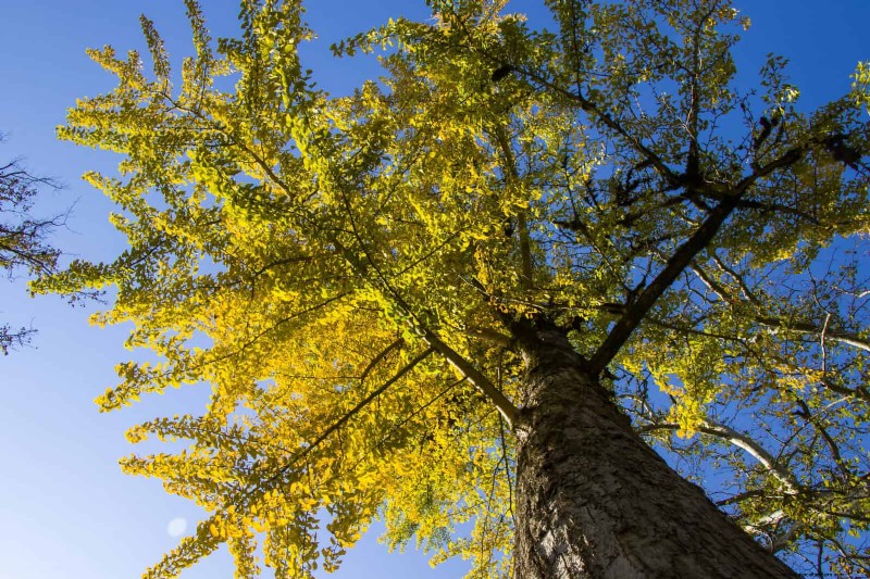 25 Shade & Flowering Trees to Cool and Beautify Your Yard