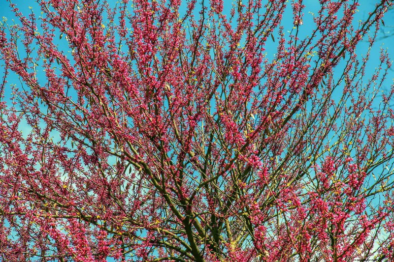 25 Shade & Flowering Trees to Cool and Beautify Your Yard