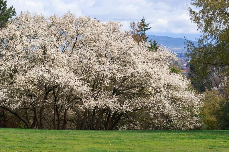 25 Shade & Flowering Trees to Cool and Beautify Your Yard
