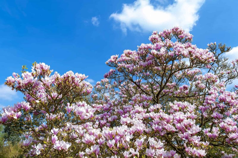 25 Shade & Flowering Trees to Cool and Beautify Your Yard