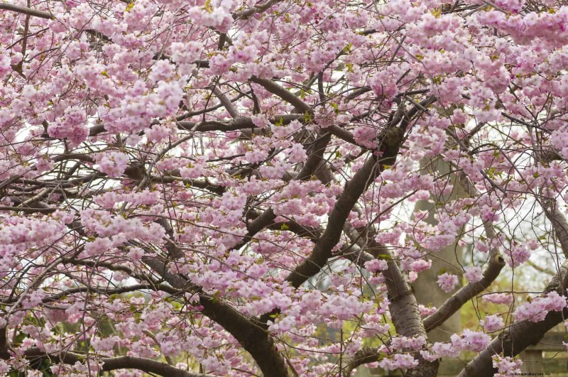 25 Shade & Flowering Trees to Cool and Beautify Your Yard