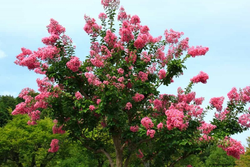 25 Shade & Flowering Trees to Cool and Beautify Your Yard