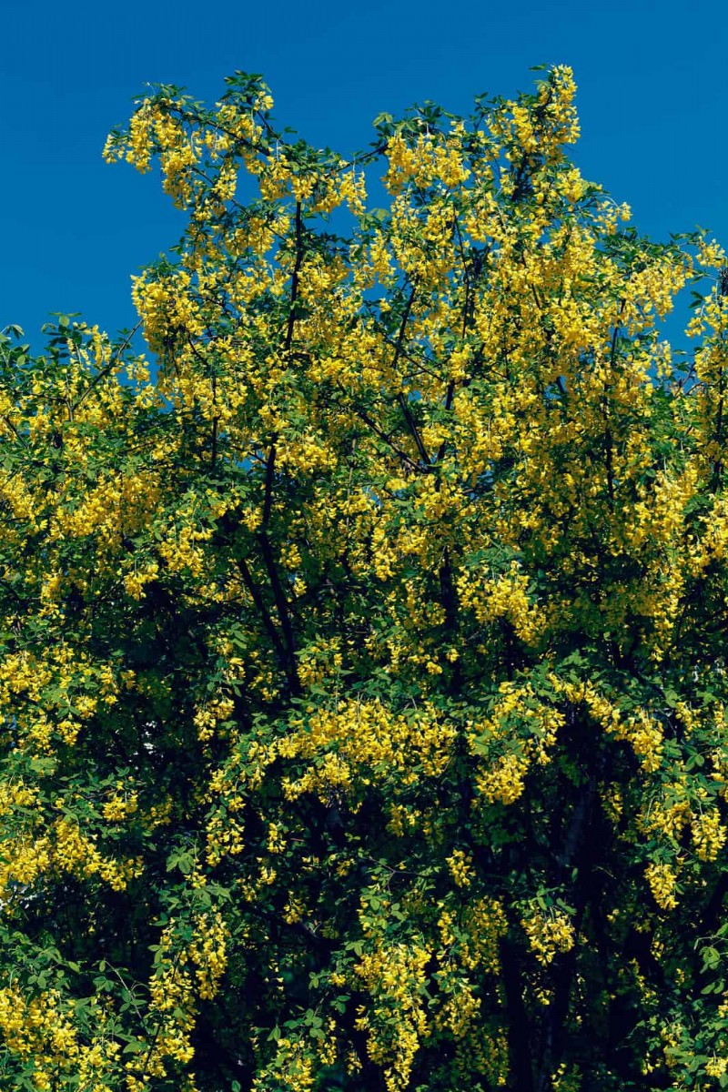 25 Shade & Flowering Trees to Cool and Beautify Your Yard