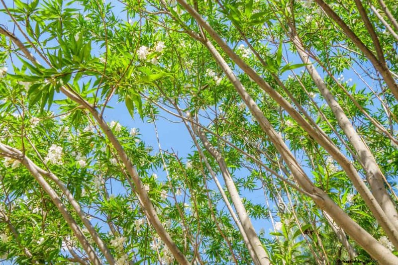 25 Shade & Flowering Trees to Cool and Beautify Your Yard