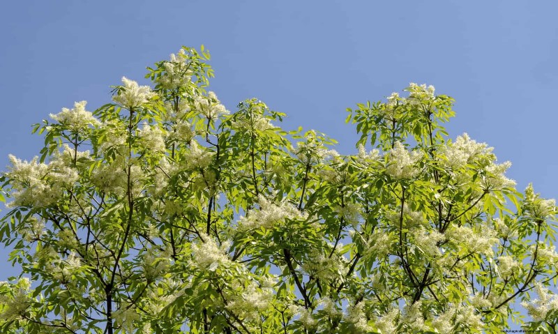25 Shade & Flowering Trees to Cool and Beautify Your Yard