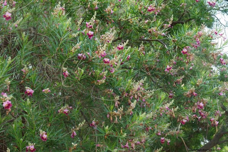 25 Shade & Flowering Trees to Cool and Beautify Your Yard