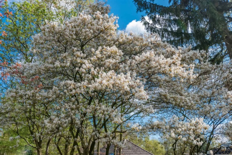 25 Shade & Flowering Trees to Cool and Beautify Your Yard