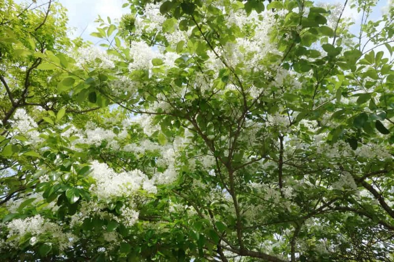 25 Shade & Flowering Trees to Cool and Beautify Your Yard