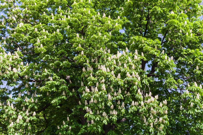 25 Shade & Flowering Trees to Cool and Beautify Your Yard