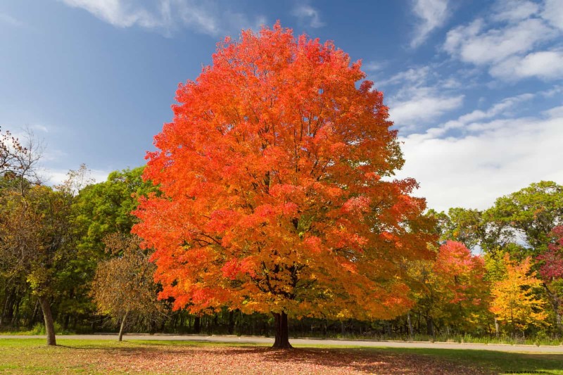 25 Shade & Flowering Trees to Cool and Beautify Your Yard