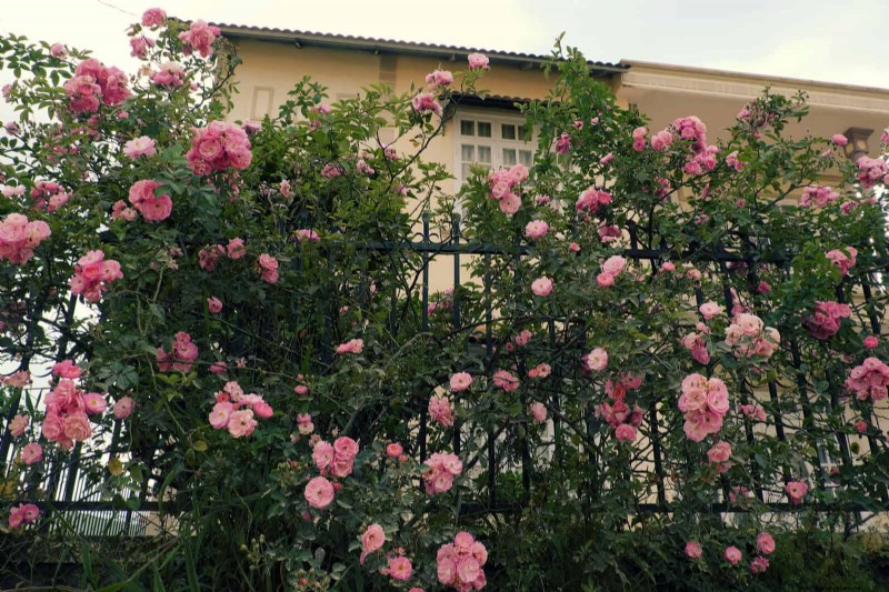27 Climbing Flowers to Turn Your Fence Into a Living Flower Wall