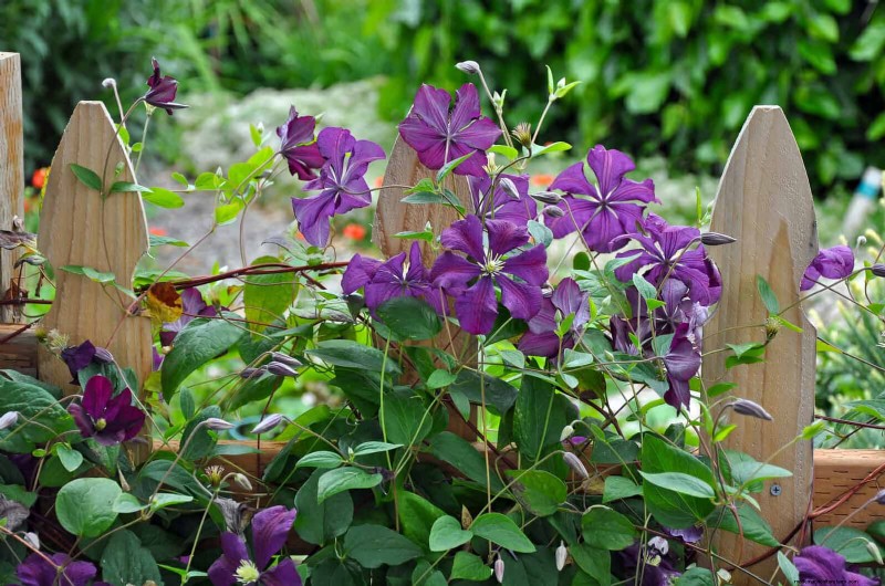 27 Climbing Flowers to Turn Your Fence Into a Living Flower Wall