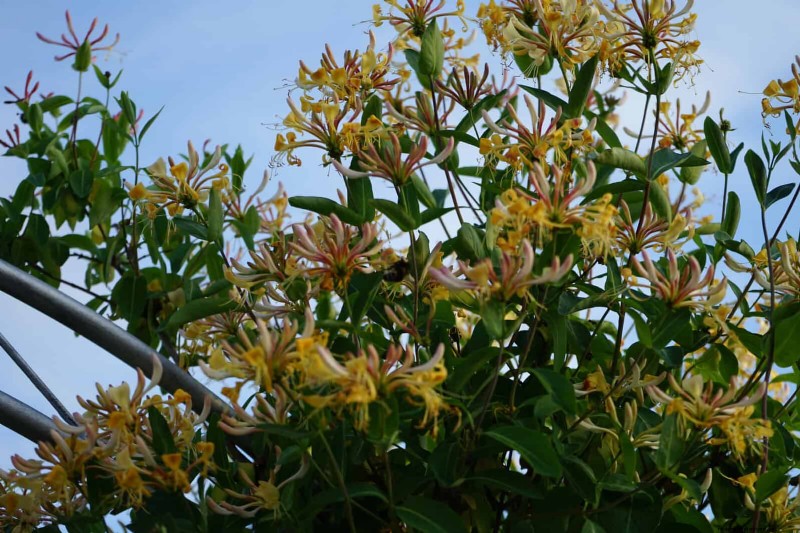 27 Climbing Flowers to Turn Your Fence Into a Living Flower Wall