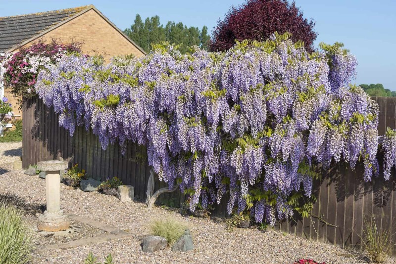27 Climbing Flowers to Turn Your Fence Into a Living Flower Wall