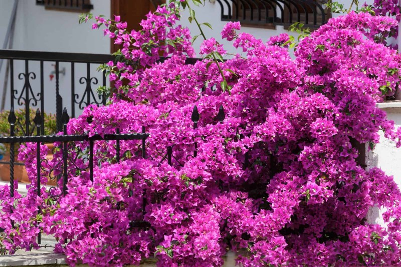 27 Climbing Flowers to Turn Your Fence Into a Living Flower Wall