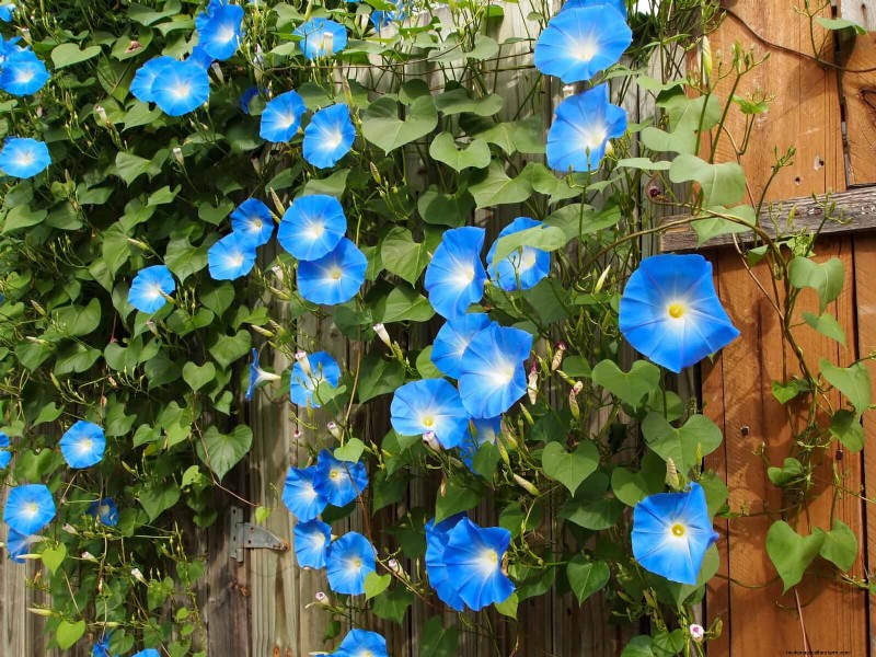 27 Climbing Flowers to Turn Your Fence Into a Living Flower Wall