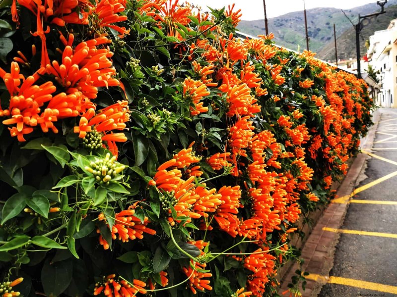 27 Climbing Flowers to Turn Your Fence Into a Living Flower Wall