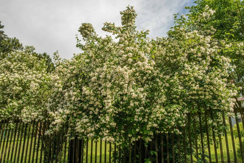 27 Climbing Flowers to Turn Your Fence Into a Living Flower Wall