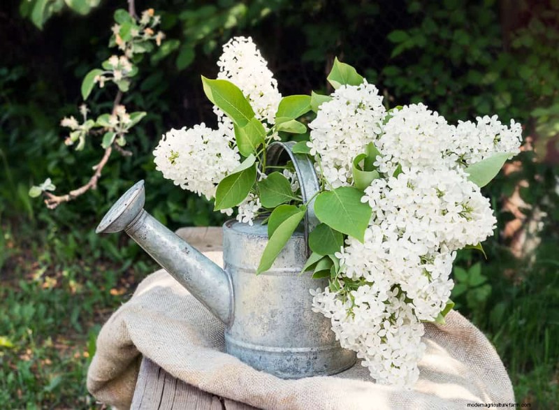25 Budget‑Friendly Planter Ideas That Add Style to Any Outdoor Space