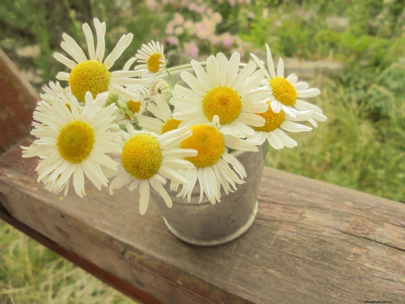 25 Budget‑Friendly Planter Ideas That Add Style to Any Outdoor Space