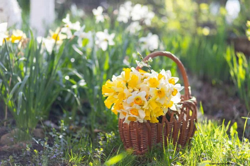 25 Budget‑Friendly Planter Ideas That Add Style to Any Outdoor Space