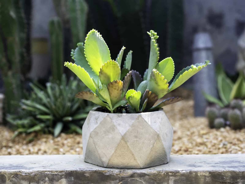 25 Budget‑Friendly Planter Ideas That Add Style to Any Outdoor Space