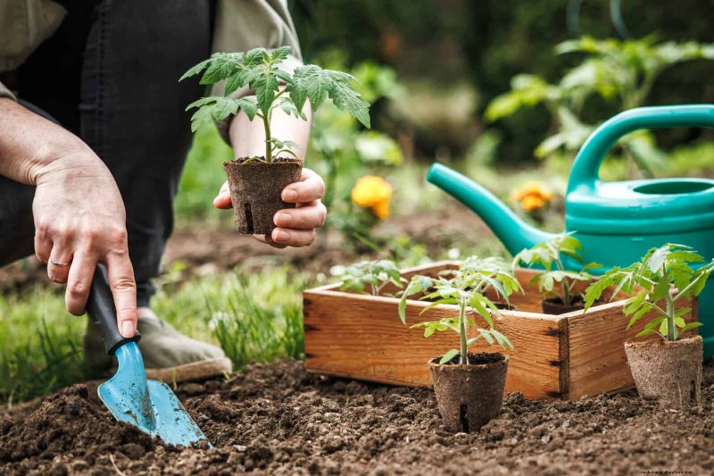 12 Proven Gardening Myths That May Be Sabotaging Your Harvest