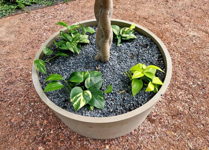 12 Proven Gardening Myths That May Be Sabotaging Your Harvest