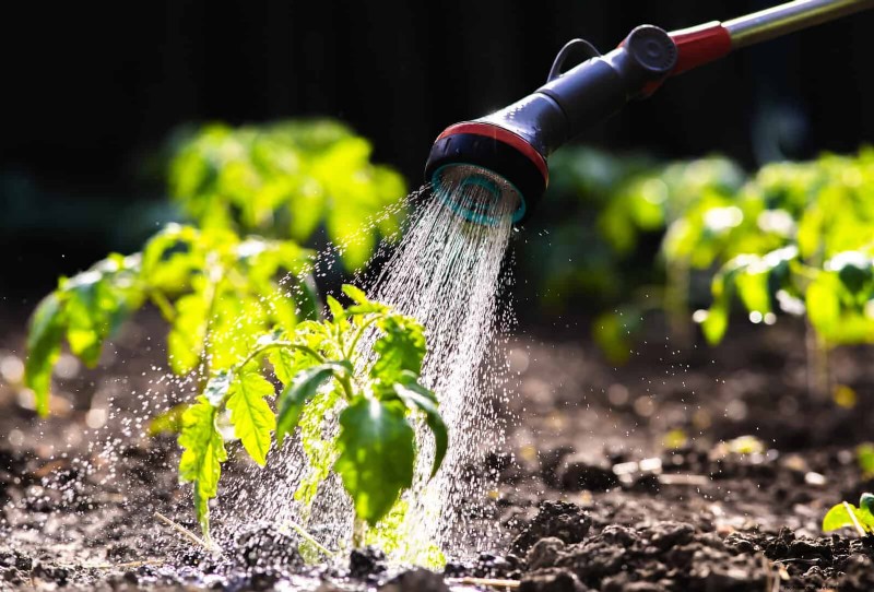 12 Proven Gardening Myths That May Be Sabotaging Your Harvest