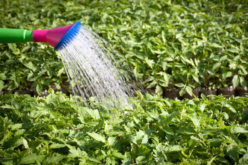 12 Proven Gardening Myths That May Be Sabotaging Your Harvest