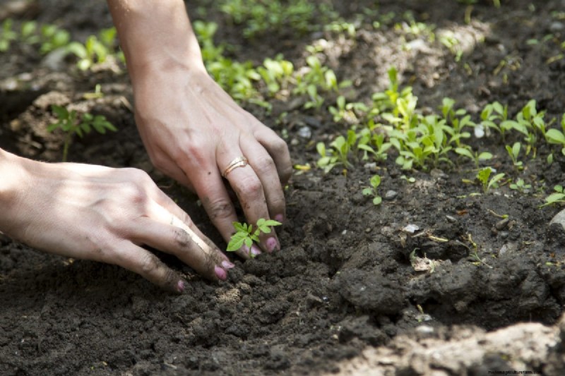 12 Proven Gardening Myths That May Be Sabotaging Your Harvest