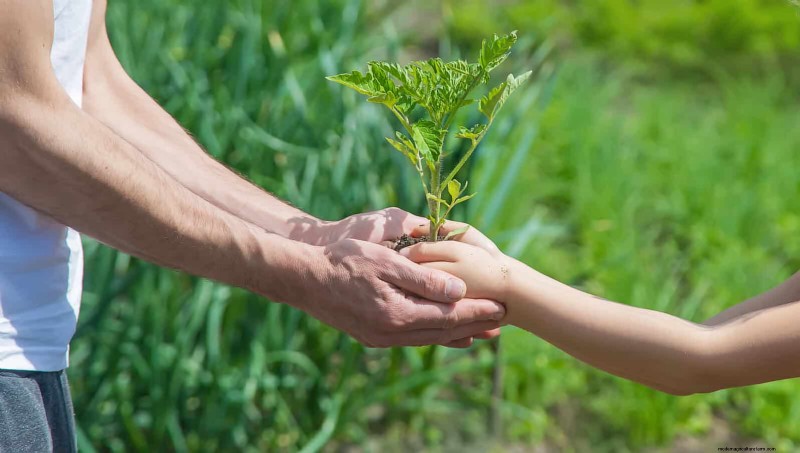 12 Proven Gardening Myths That May Be Sabotaging Your Harvest