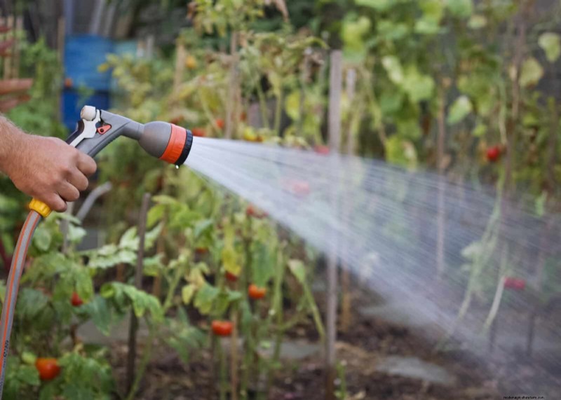 12 Proven Gardening Myths That May Be Sabotaging Your Harvest