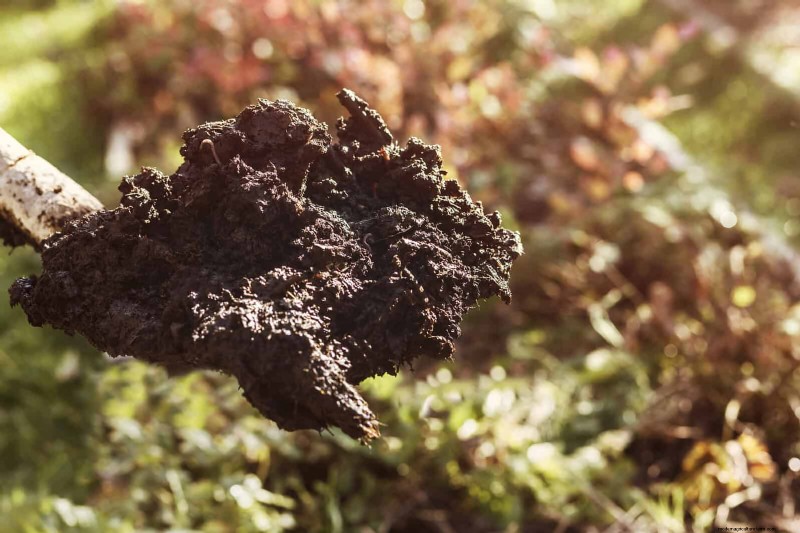 12 Proven Gardening Myths That May Be Sabotaging Your Harvest