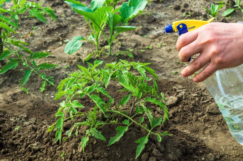 12 Proven Gardening Myths That May Be Sabotaging Your Harvest