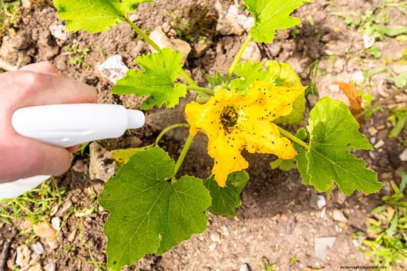 12 Proven Gardening Myths That May Be Sabotaging Your Harvest