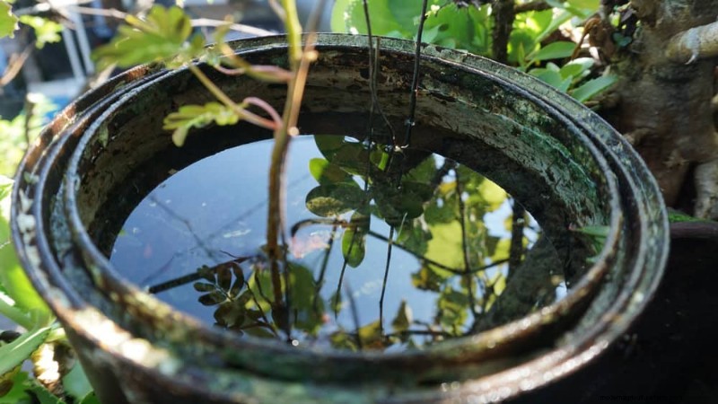 12 Proven Gardening Myths That May Be Sabotaging Your Harvest