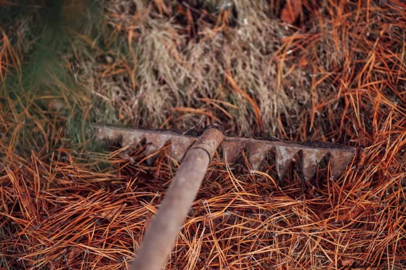 12 Proven Gardening Myths That May Be Sabotaging Your Harvest