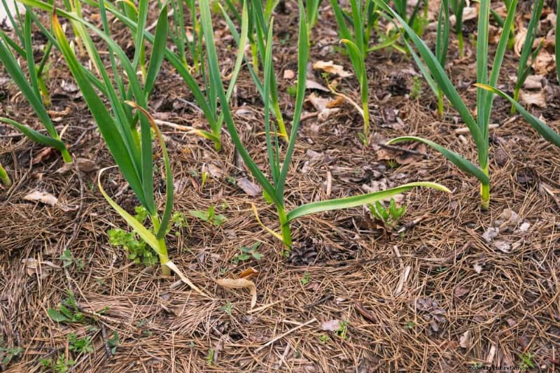 12 Proven Gardening Myths That May Be Sabotaging Your Harvest
