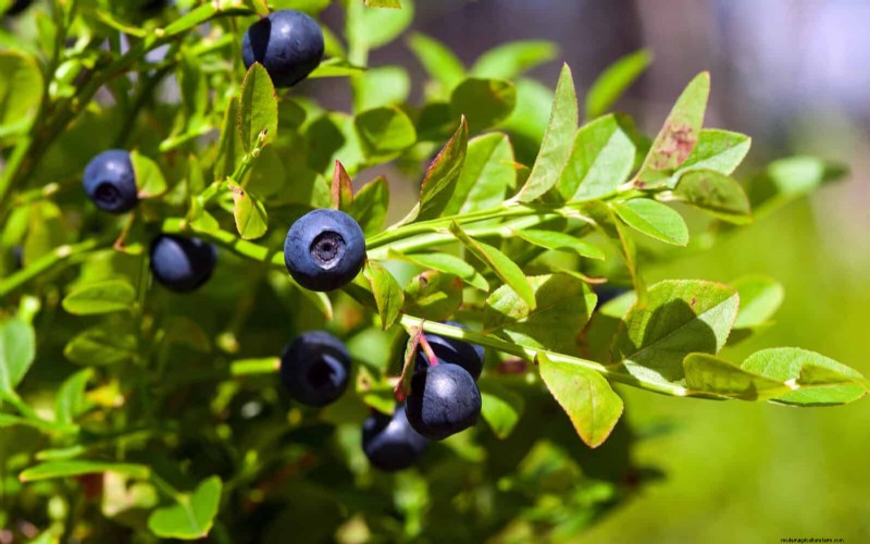 12 Proven Gardening Myths That May Be Sabotaging Your Harvest