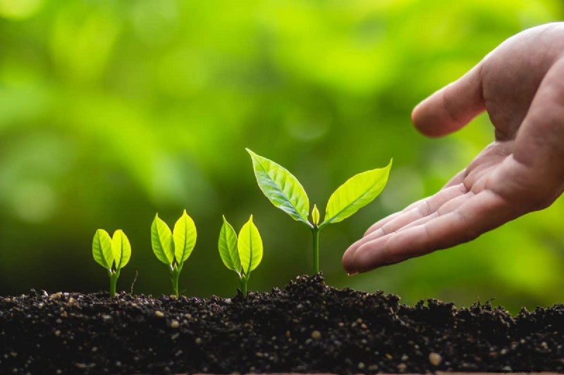 12 Proven Gardening Myths That May Be Sabotaging Your Harvest