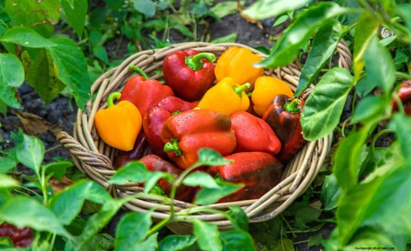 21 Proven Pepper Growing Strategies for Bigger Harvests & Fewer Problems