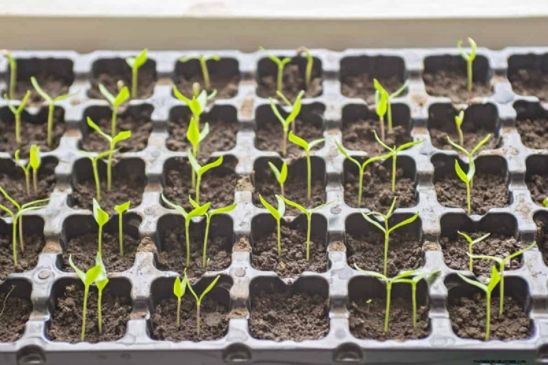 21 Proven Pepper Growing Strategies for Bigger Harvests & Fewer Problems