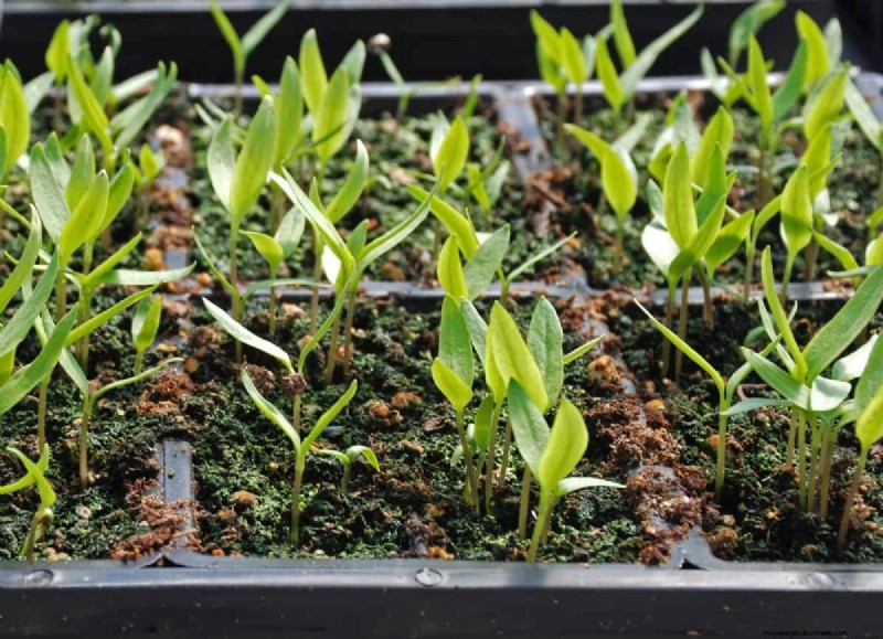 21 Proven Pepper Growing Strategies for Bigger Harvests & Fewer Problems